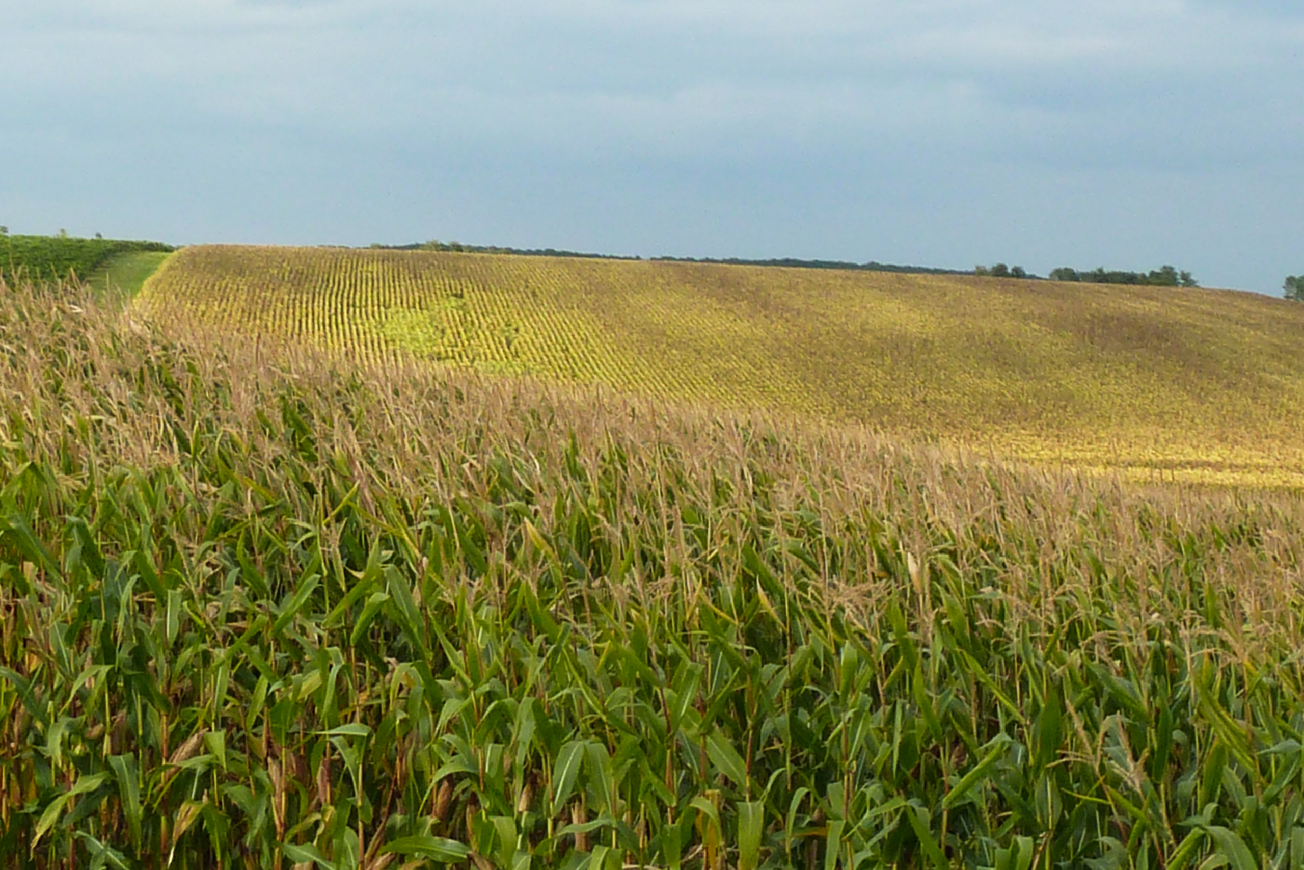 Maisfeld auf sanftem Hügel